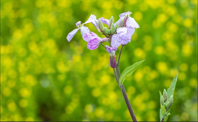 PS 秒去水印或其他对象：【内容识别】