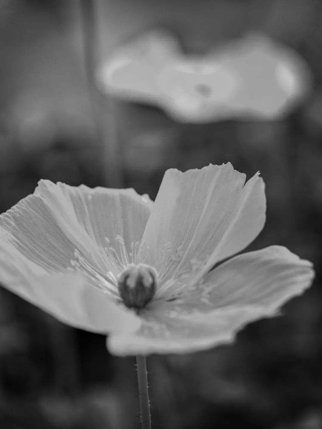 PS怎么把黑白照变成彩色？