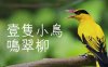 细鸣字体