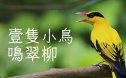 细鸣字体