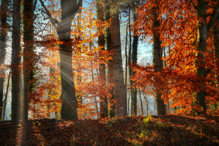 学会这一招，给照片增加丁达尔光线！